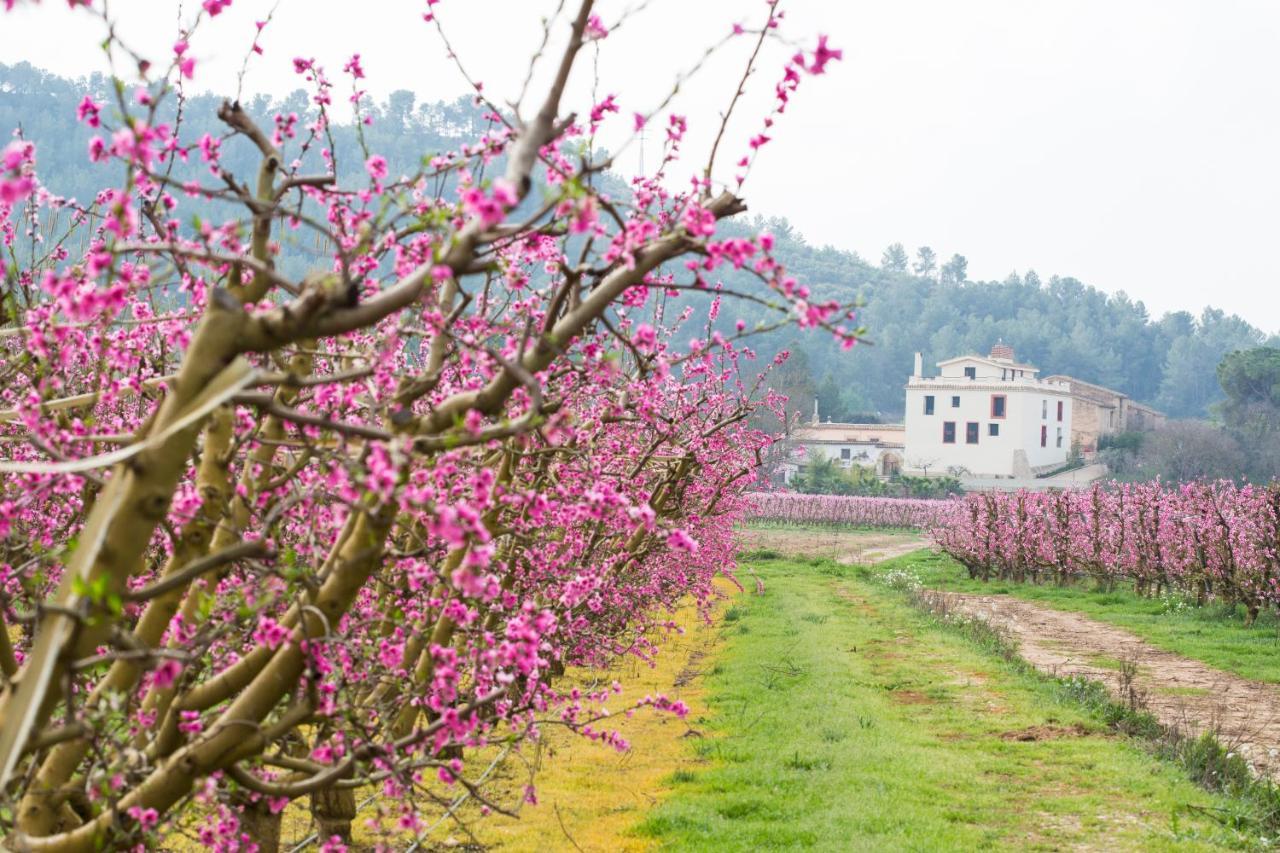 Hotel Rural Mas De L'Illa Tivissa Kültér fotó